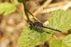 364010 – Photo : Thierry Madigou – France (74)